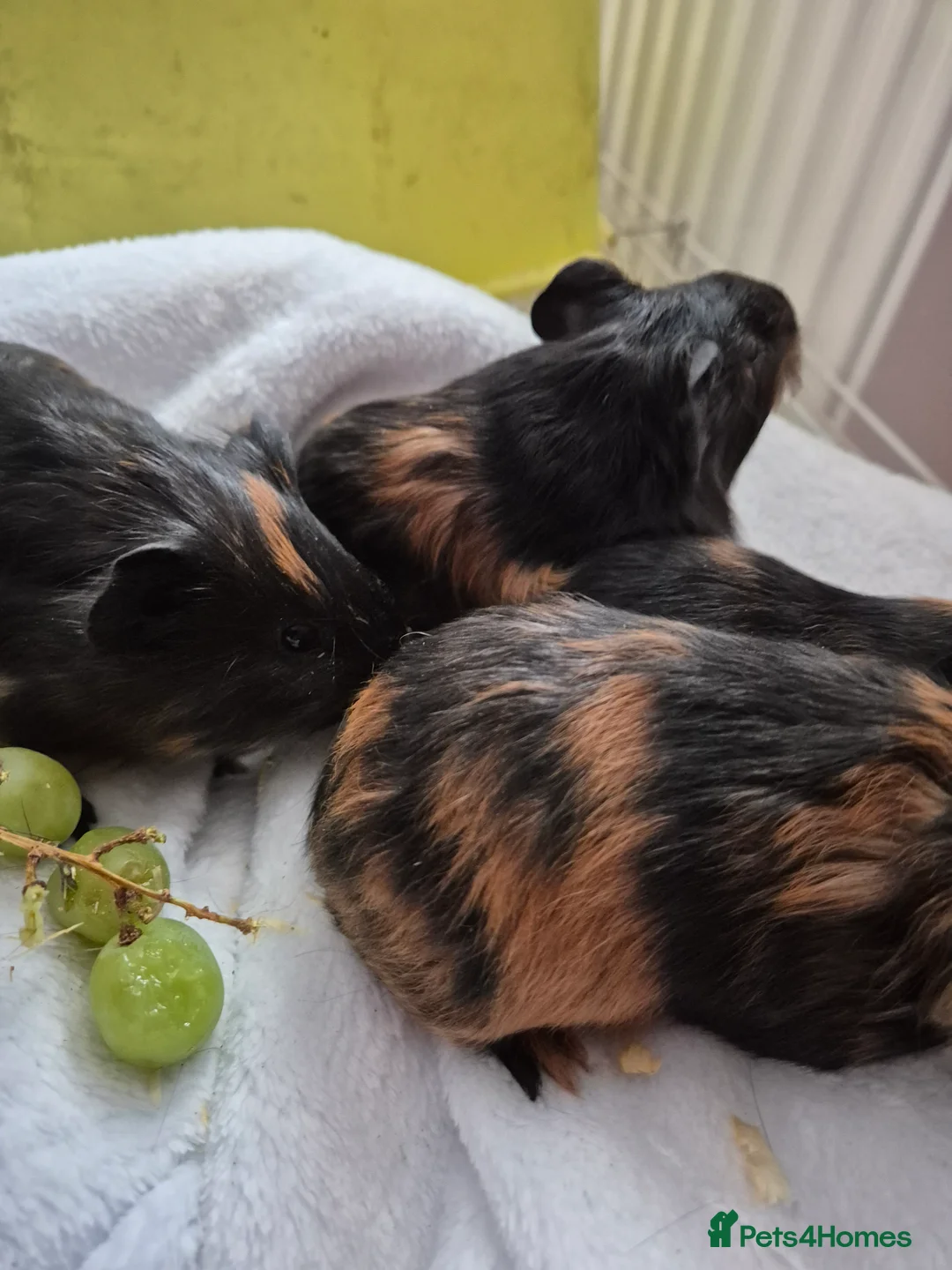Guinea Pig rodents for sale: 2 female guinea pigs - Advert 1