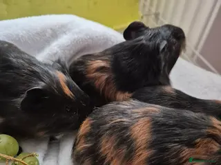 Guinea Pig rodents 2 female guinea pigs - Advert 1