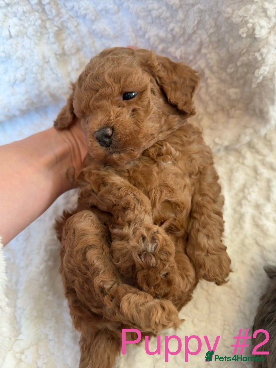 Cavapoo dogs for sale: Stunning Merle toy f1b Cavapoo puppies - Advert 3