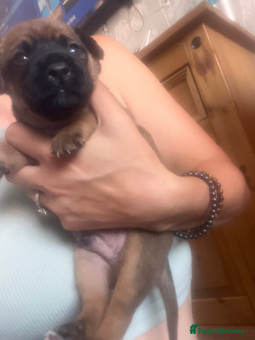 Mixed Breed dogs for sale: Beautiful dachshund/jug x terrier - Image 14