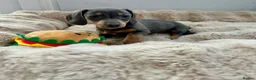 Miniature Dachshund dogs for sale: Miniature Dutch hound puppies - Advert 24