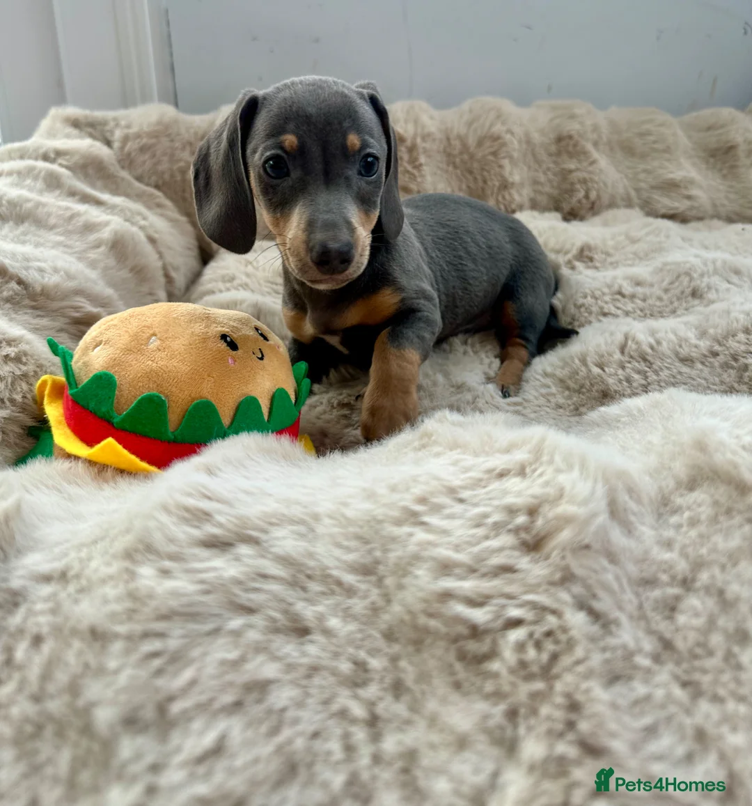 Miniature Dachshund dogs for sale: Miniature Dutch hound puppies - Advert 24