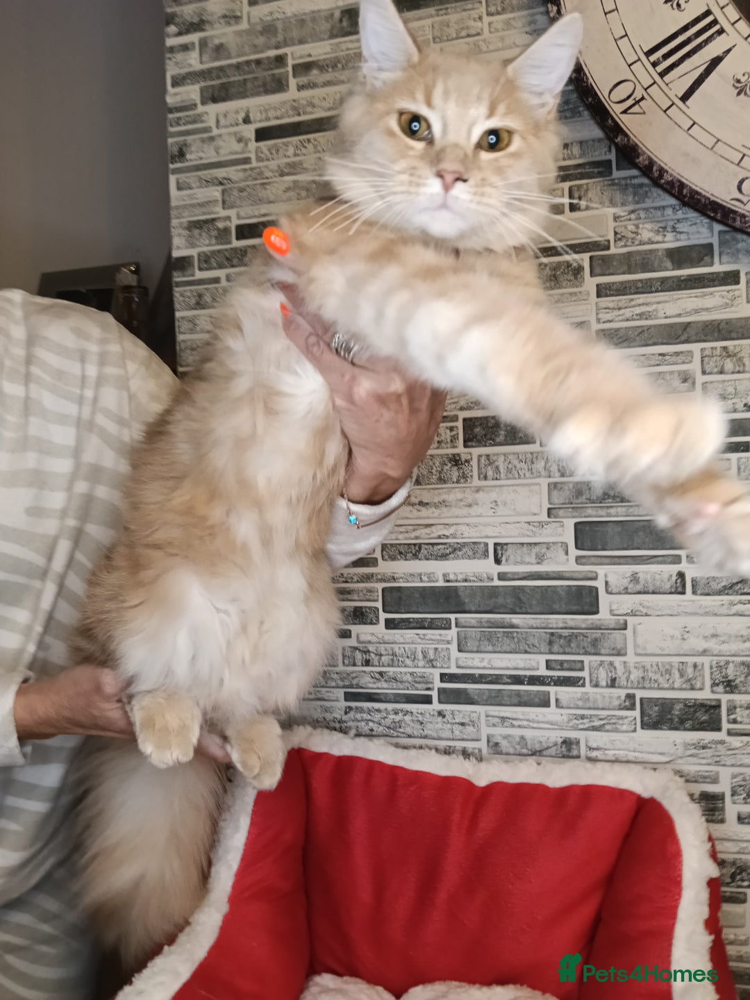 Maine Coon cats for sale: 'PuuureLove' Maine Coon kittens  - Advert 10