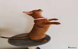 Abyssinian cats for sale: Ready now! Beautiful Abyssinians kittens❤️😍🤗 - Image 13