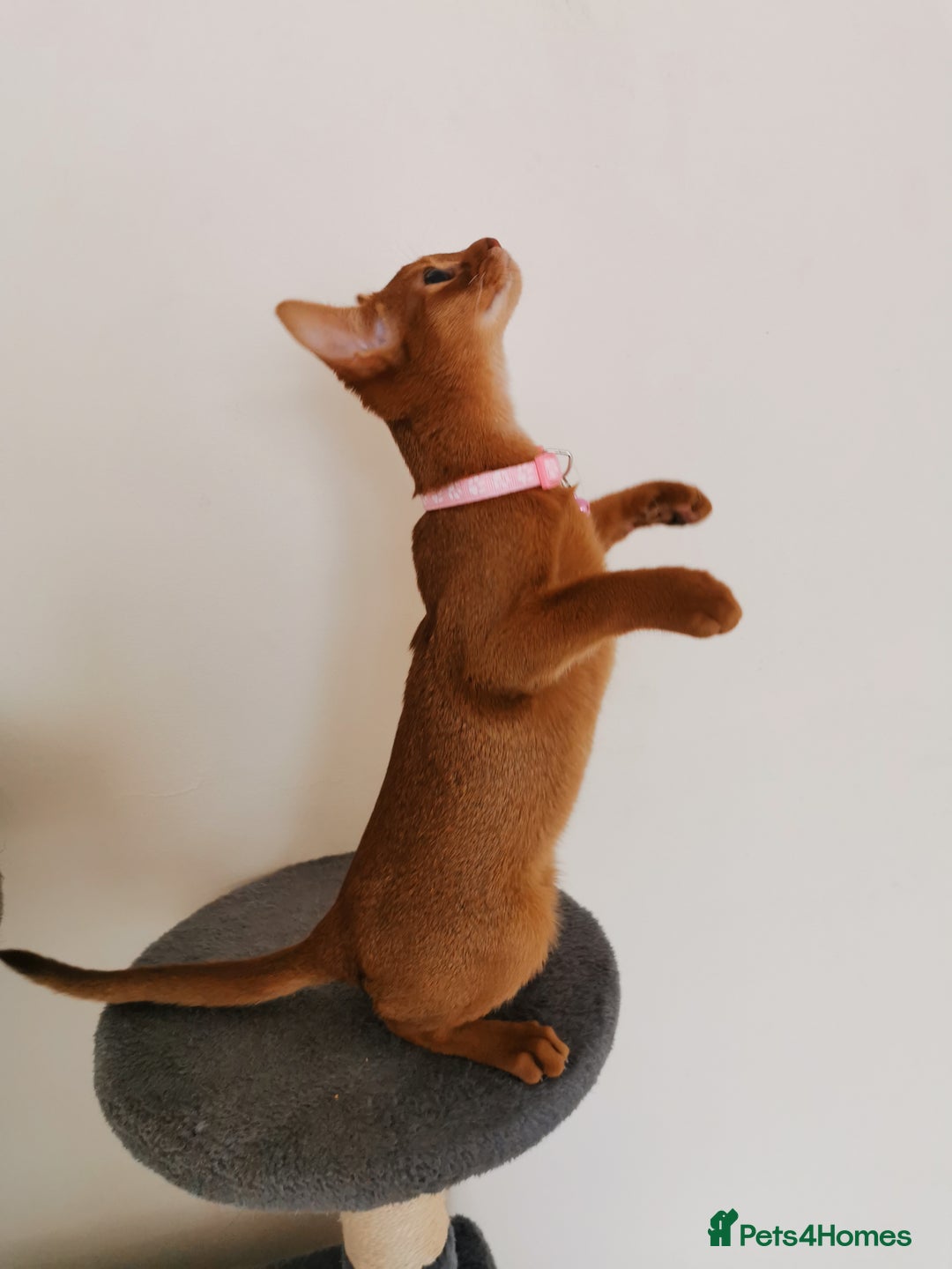 Abyssinian cats for sale: Ready now! Beautiful Abyssinians kittens❤️😍🤗 - Image 13