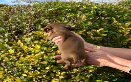 Miniature Dachshund dogs for sale: Kc reg mini dachshunds - Image 15