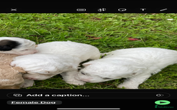 Poochon dogs for sale: Toy Bichon poodle - Image 4