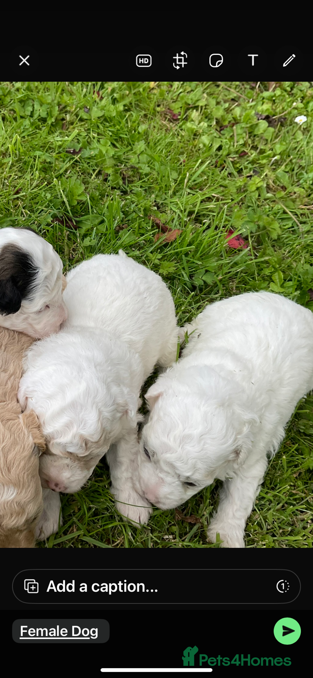 Poochon dogs for sale: Toy Bichon poodle - Image 4