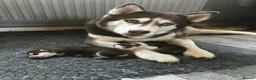 Siberian Husky dogs for sale: Beautiful Purebred Red Siberian Husky Girls - Advert 3