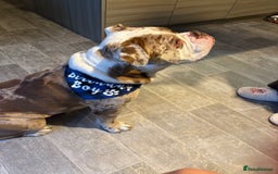 Olde English Bulldogge dogs for stud: OEB 🐶⭐️DEL~BOY ⭐️🐶 First time Stud  - Image 34
