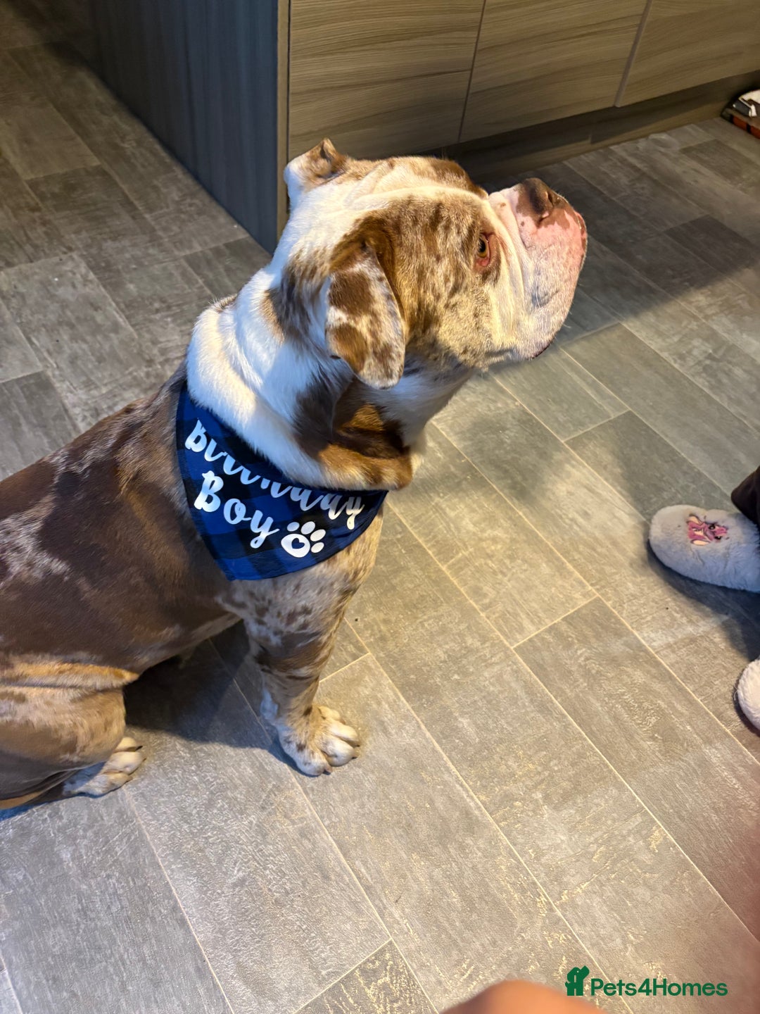 Olde English Bulldogge dogs for stud: OEB 🐶⭐️DEL~BOY ⭐️🐶 First time Stud  - Image 34
