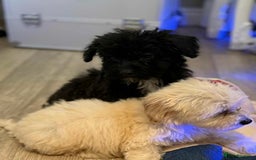 Maltipoo dogs for sale: Maltipoo  - Image 3