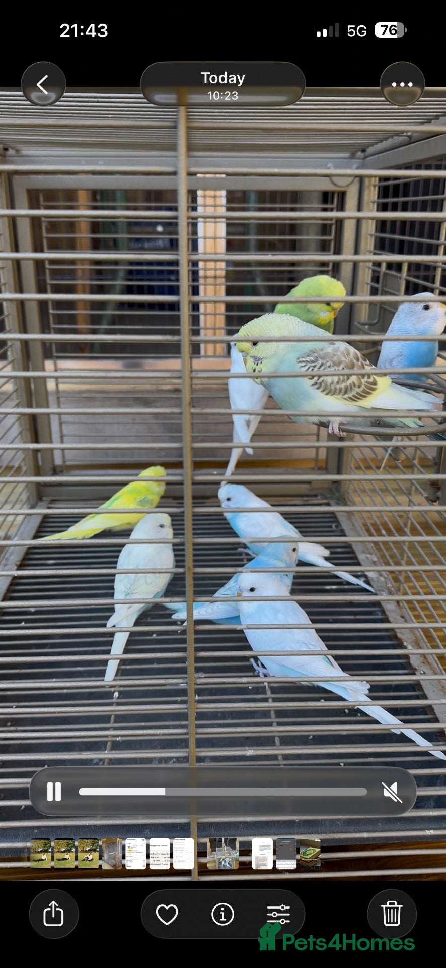 Budgerigars birds Budgies for sale - Advert 7