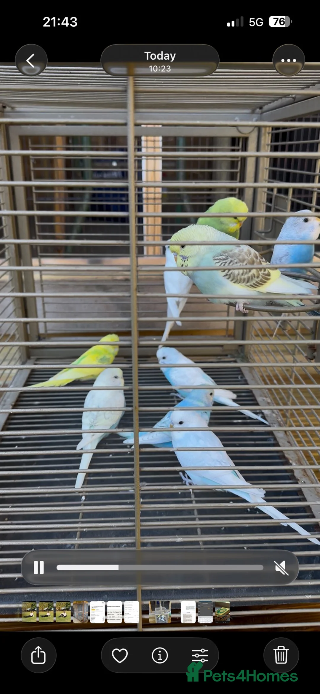 Budgerigars birds for sale: Budgies for sale - Advert 1