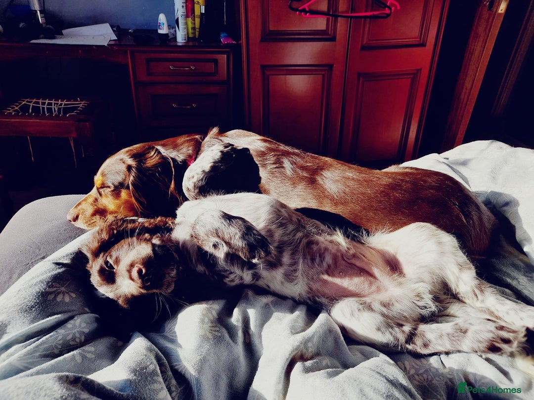 Cocker Spaniel dogs for sale: Two adult spaniels - Image 10