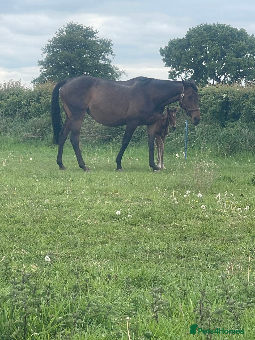 English Thoroughbred horses for sale: Tb mare and foal  - Image 2