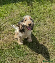 Rolo