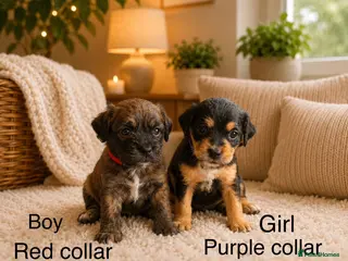 Mixed Breed dogs 6 cavapoos puppies only 2 left boy and girl - Advert 18