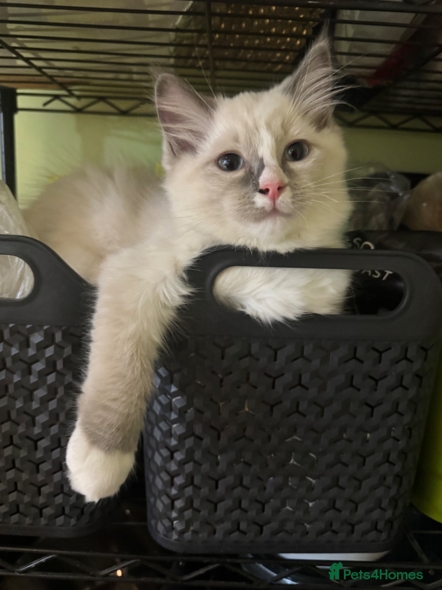 Ragdoll cats Luna and Drako - Advert 2