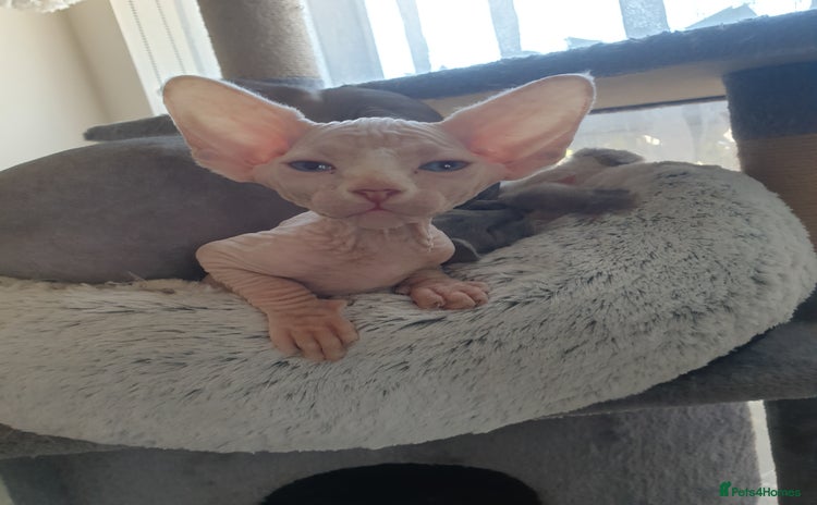 Sphynx cats - Advert 7