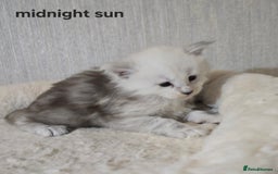 Maine Coon cats for sale: Maine Coon Kittens Black Shaded European Lines - Image 26