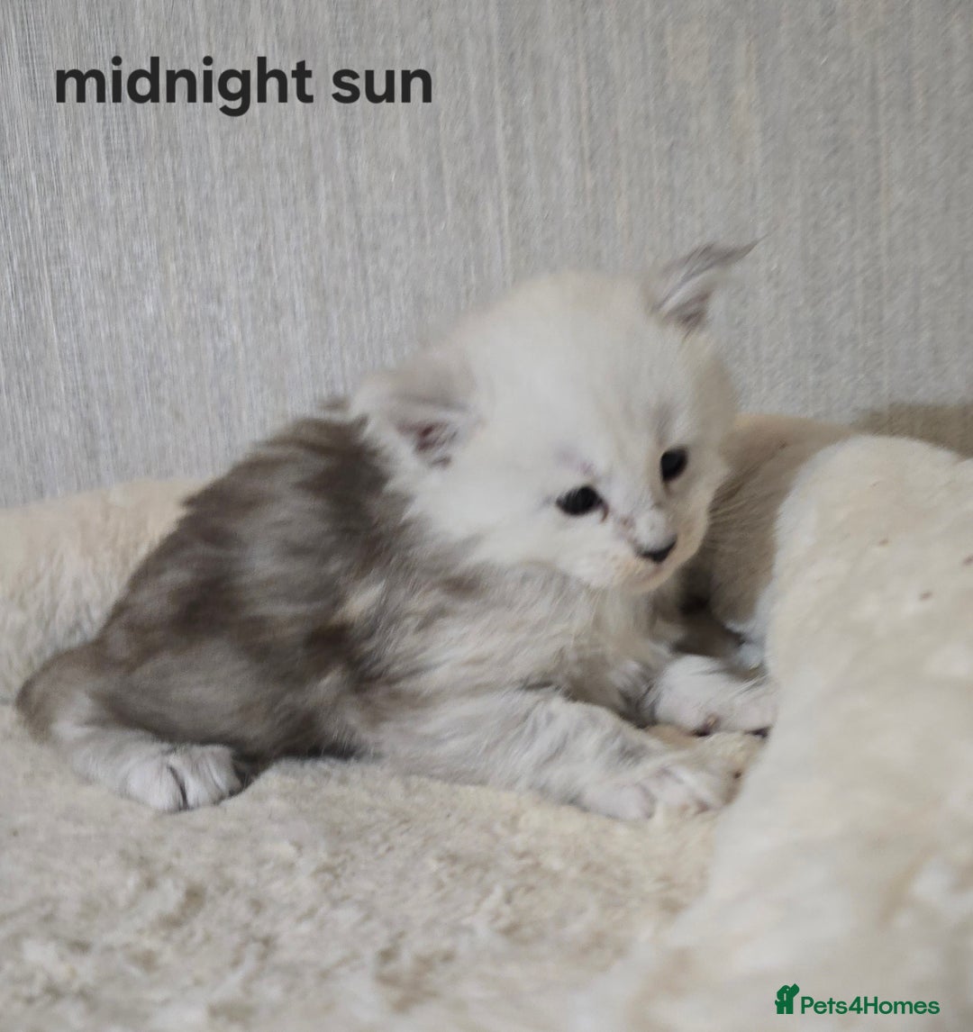 Maine Coon cats for sale: Maine Coon Kittens Black Shaded European Lines - Image 26