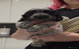 Cocker Spaniel dogs for sale: Blue Roan Show Cocker Spaniels  - Image 4