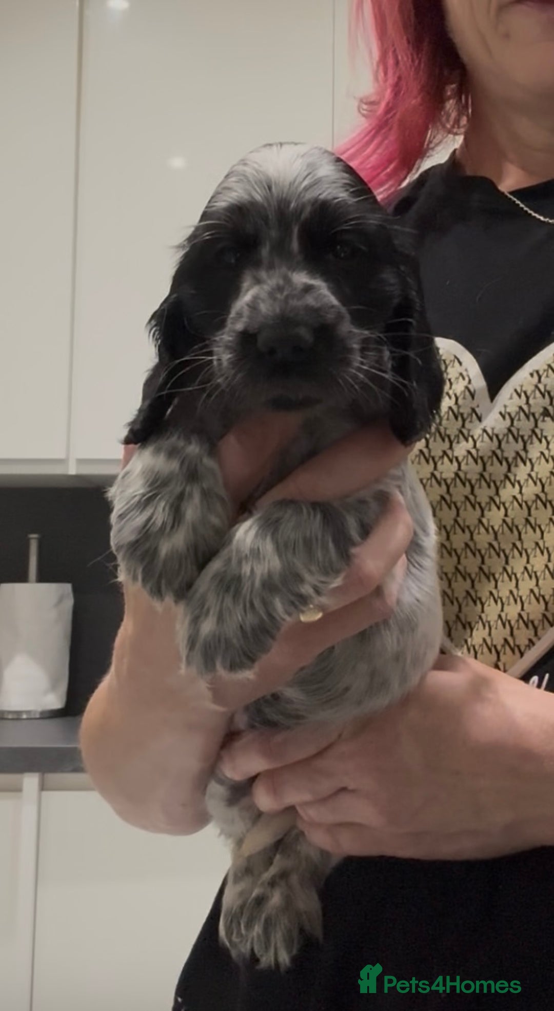 Cocker Spaniel dogs for sale: Blue Roan Show Cocker Spaniels  - Image 4