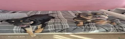 Mixed Breed dogs for sale: 1 year old border collie cross  in Bedford - Advert 4