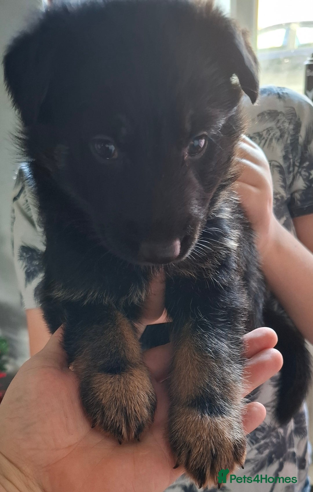 German Shepherd dogs for sale: Beautiful German shepherd puppies  - Advert 5
