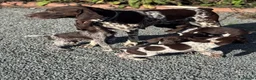 German Shorthaired Pointer dogs for sale: German shorthaired pointers  - Advert 8