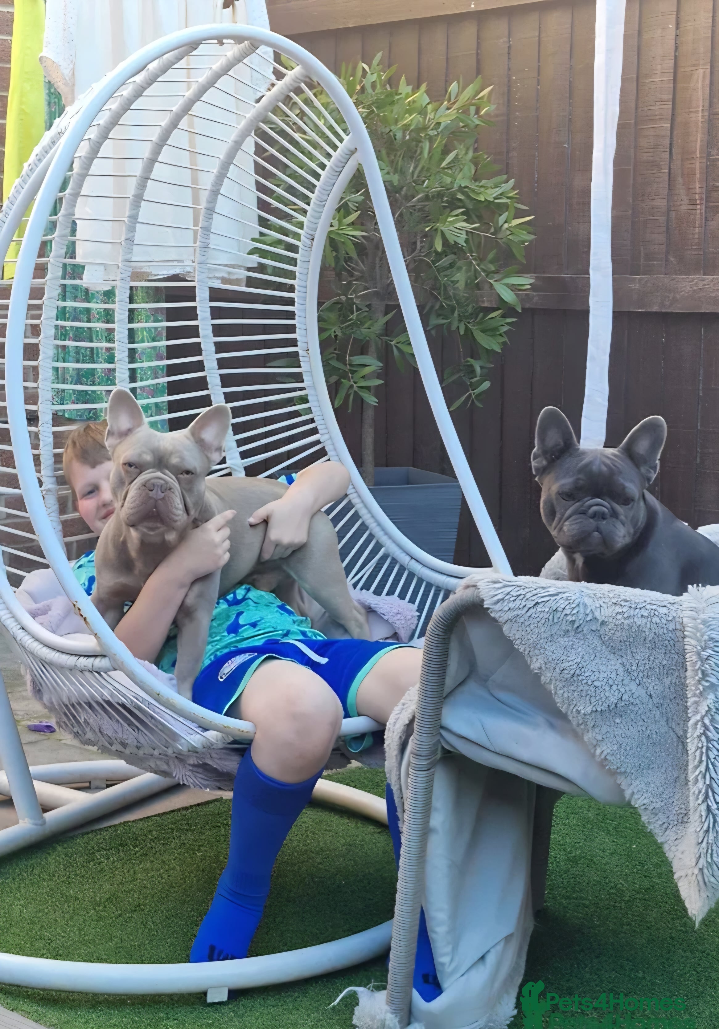 French Bulldog dogs French bulldog - Advert 6