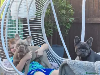 French Bulldog dogs French bulldog - Advert 6