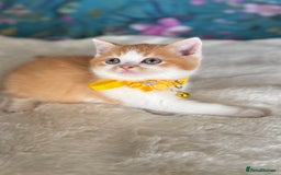 British Shorthair cats for sale: Quality British Shorthair kittens  - Image 38