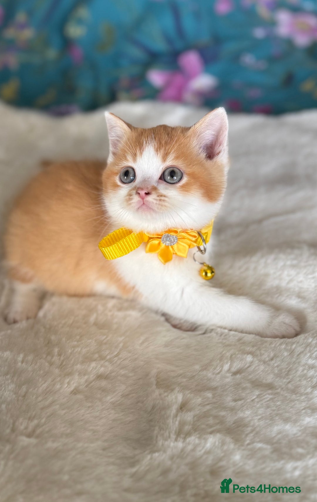 British Shorthair cats for sale: Quality British Shorthair kittens  - Image 38