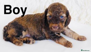 Cockapoo dogs - Advert 1