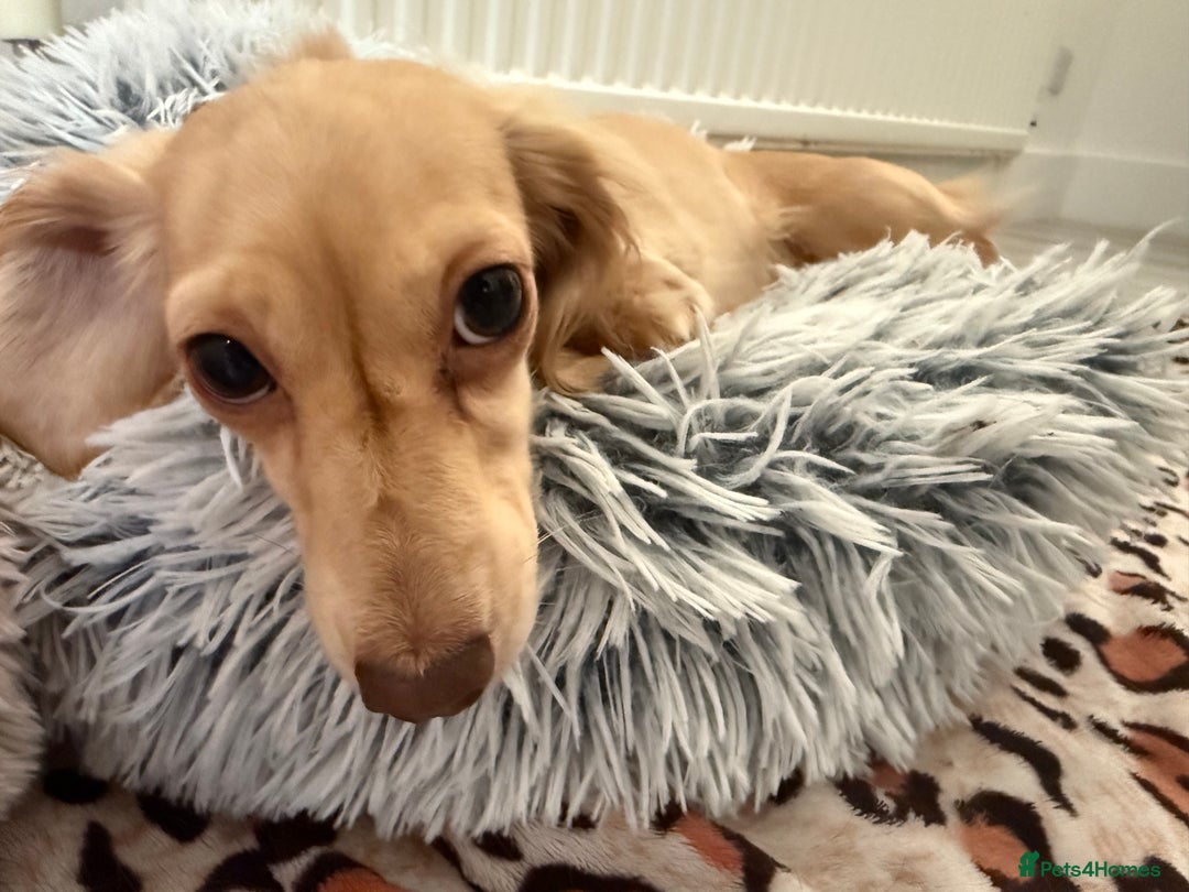 Miniature Dachshund dogs for sale: Long haired Cream Miniature dauchund  - Advert 3