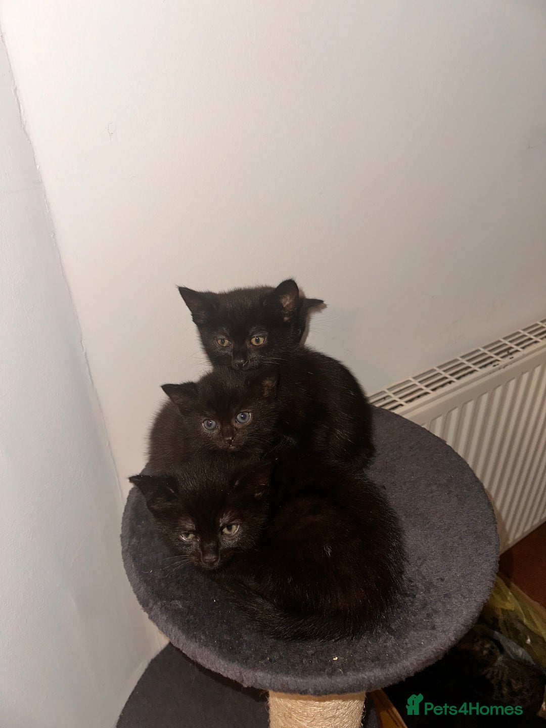 Domestic Shorthair cats for sale: ✨ Adorable Black Kittens Ready for Loving Homes  - Image 8