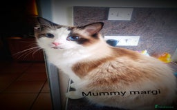 Ragdoll cats for sale: Ragdoll kittens  - Image 15
