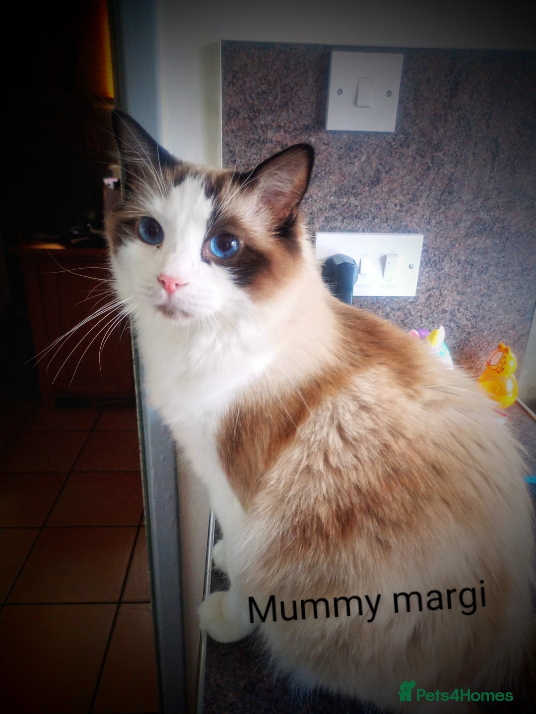 Ragdoll cats for sale: Ragdoll kittens  - Image 15