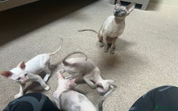 Cornish Rex cats for sale: Stunning ready to leave now Cornish Rex Female  - Image 14