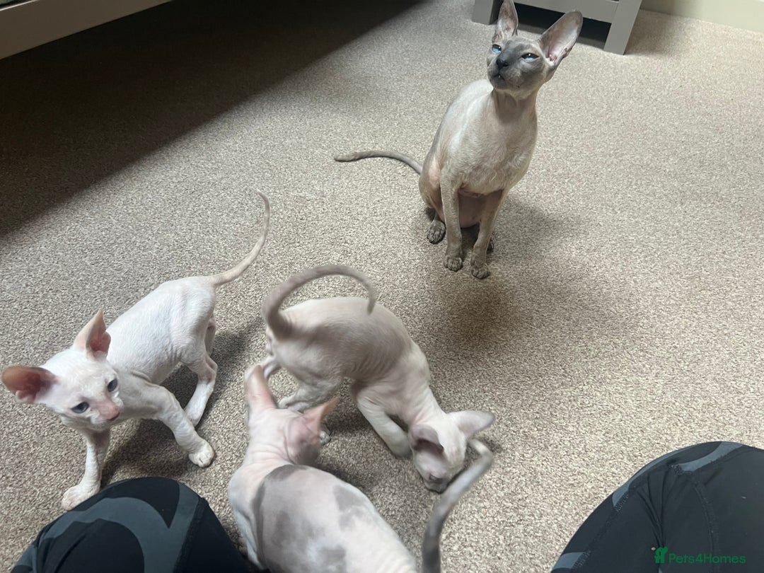 Cornish Rex cats for sale: Stunning ready to leave now Cornish Rex Female  - Image 14