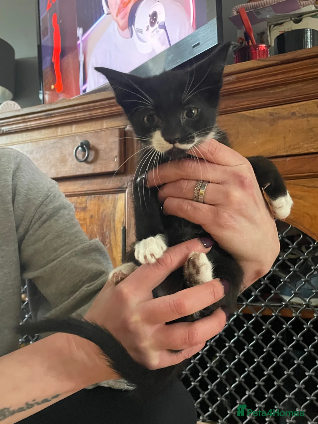 Siamese cats for sale: Siamese mix RagaMuffin kittens  - Advert 2