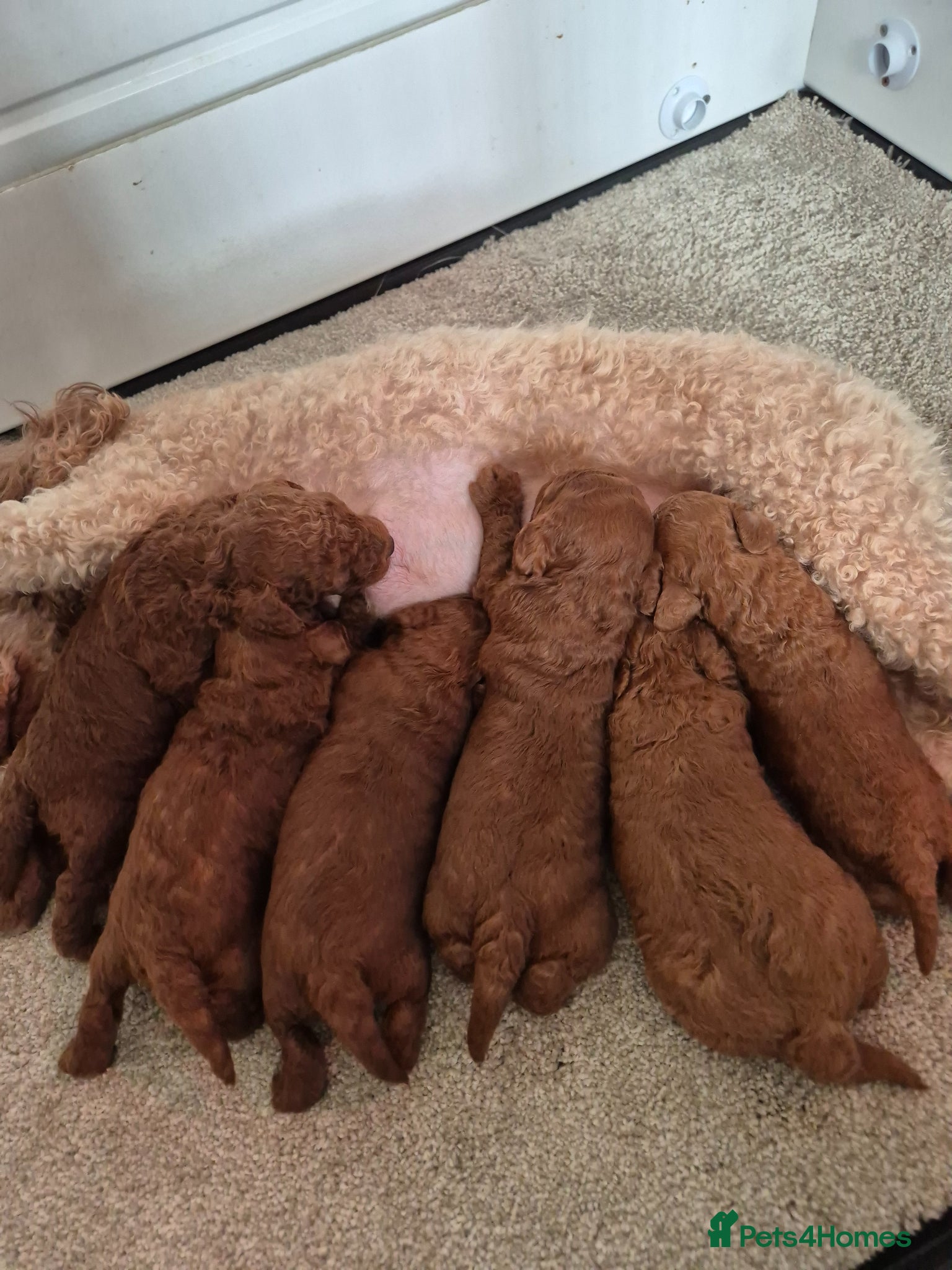 Toy Poodle dogs for sale: Kc regd Toy Poodles  - Advert 1