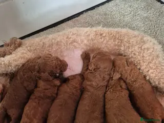 Toy Poodle dogs for sale: Kc regd Toy Poodles - Advert 1