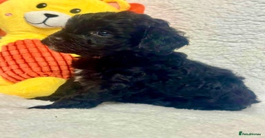 Cavapoo dogs - Advert 4