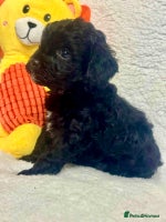 Cavapoo dogs - Advert 3