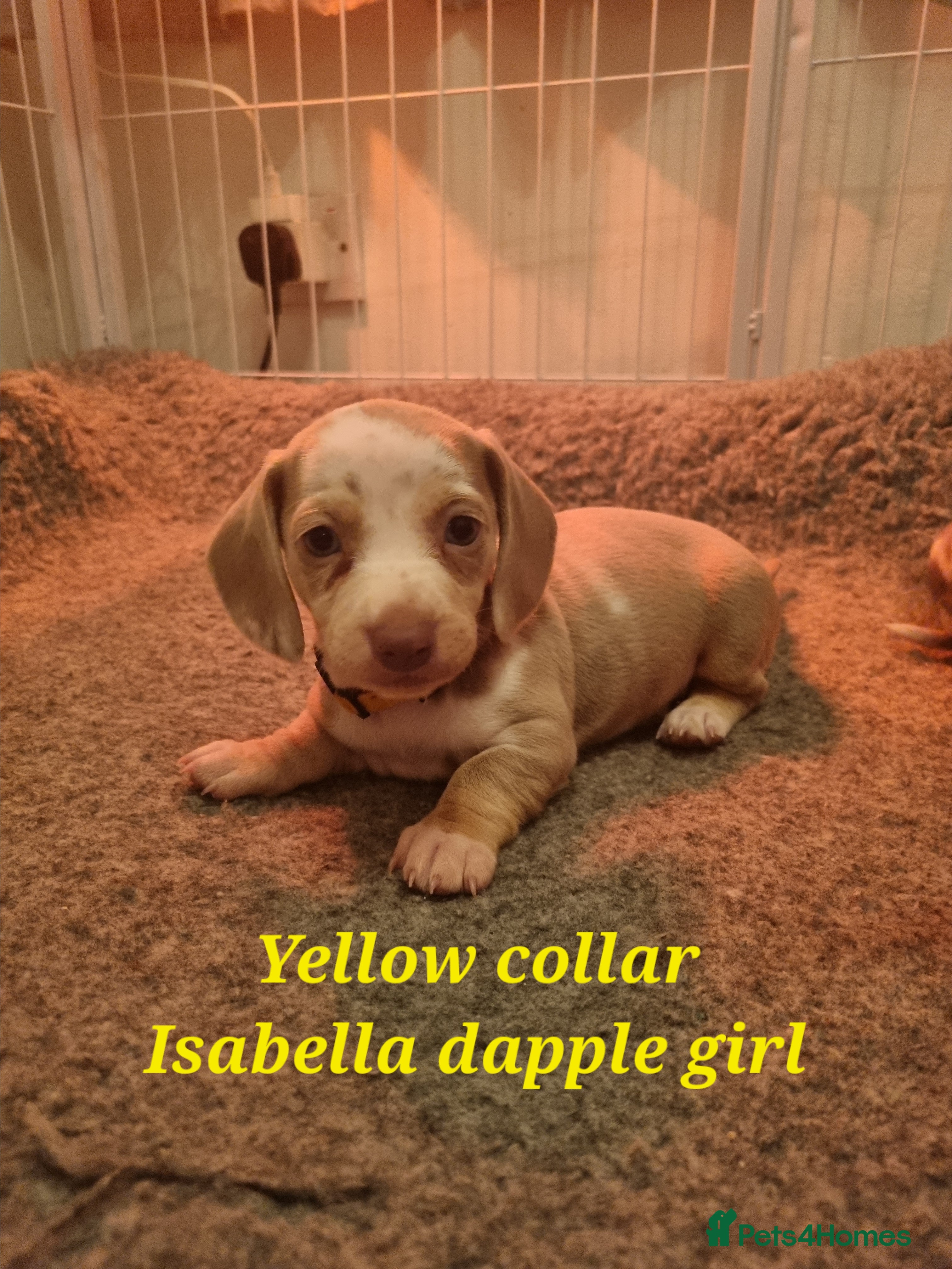 Dachshund dogs 8 Smooth Haired miniature dachshund pups  - Advert 2