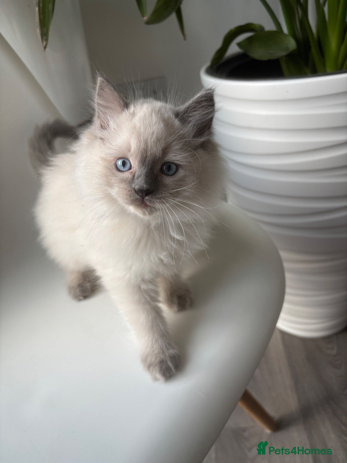 Ragdoll cats Only 2 left, Blue mitted,large-sized line Ragdolls - Advert 2