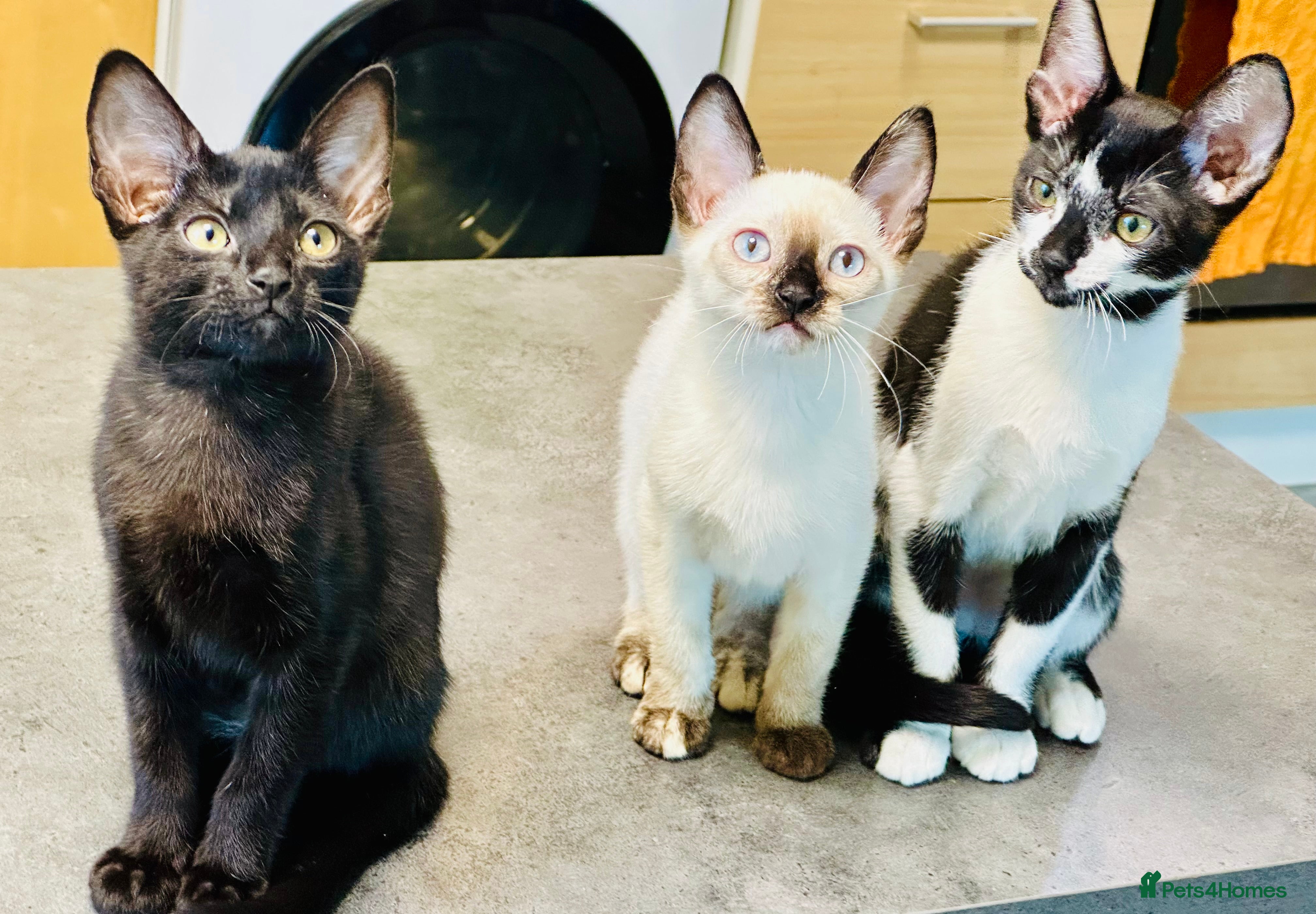 Mixed Breed cats ✨🌟Cornish Rex x Kittens Very Playful & Loving🌟✨ - Advert 6